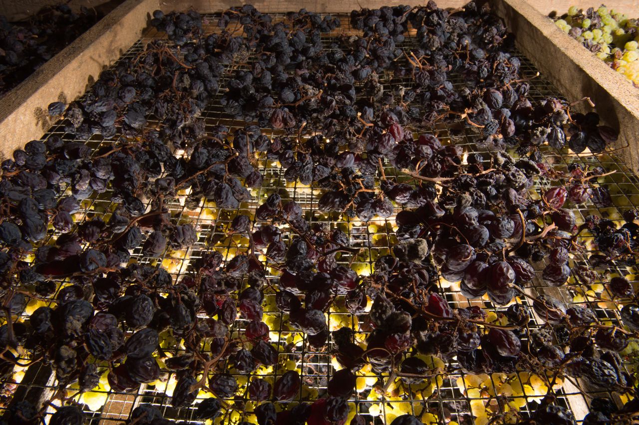 Vignoble Technique Vin de paille Mossu-0028